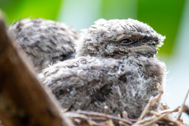 Benekli gri ve kahverengi tüyleri ile Tawny Frogmouth, çevrelerine karışırken görüldü. Bu fotoğraf eşsiz kamuflajını doğal orman ortamında yakalıyor..