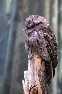 Benekli gri ve kahverengi tüyleri ile Tawny Frogmouth, çevrelerine karışırken görüldü. Bu fotoğraf eşsiz kamuflajını doğal orman ortamında yakalıyor..