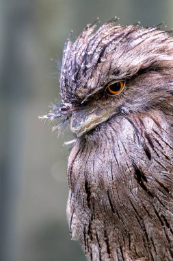 Benekli gri ve kahverengi tüyleri ile Tawny Frogmouth, çevrelerine karışırken görüldü. Bu fotoğraf eşsiz kamuflajını doğal orman ortamında yakalıyor..