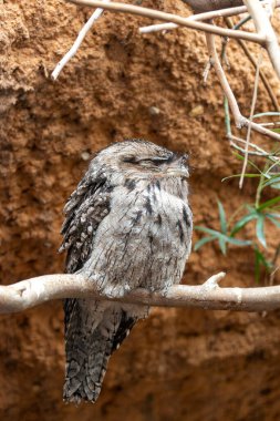 Benekli gri ve kahverengi tüyleri ile Tawny Frogmouth, çevrelerine karışırken görüldü. Bu fotoğraf eşsiz kamuflajını doğal orman ortamında yakalıyor..