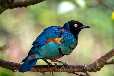 Parlak mavi, turuncu ve beyaz tüyleriyle Superb Starling çarpıcı renklerini sergiliyordu. Bu fotoğraf onun doğal ortamındaki çarpıcı varlığını yakalar..