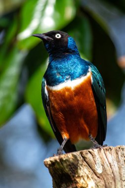Parlak mavi, turuncu ve beyaz tüyleriyle Superb Starling çarpıcı renklerini sergiliyordu. Bu fotoğraf onun doğal ortamındaki çarpıcı varlığını yakalar..