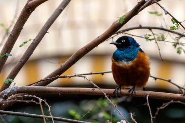 Parlak mavi, turuncu ve beyaz tüyleriyle Superb Starling çarpıcı renklerini sergiliyordu. Bu fotoğraf onun doğal ortamındaki çarpıcı varlığını yakalar..