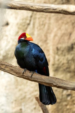 Violet Turaco, canlı mor ve yeşil tüyleriyle ağaçların tepesine tünemişti. Bu fotoğraf, çarpıcı varlığını tropikal bir orman ortamında yakalar.. 
