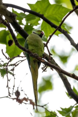 The Rose-ringed Parakeet, with its vibrant green plumage and distinctive neck ring, was spotted perched on a branch. This photo captures its lively presence in a tropical habitat. clipart