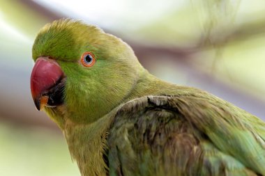 Gül halkalı muhabbet kuşu, canlı yeşil tüyleri ve kendine özgü boyun halkası ile bir dala tünemişti. Bu fotoğraf onun canlı varlığını tropikal bir ortamda yakalar..