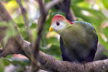 Kırmızı ibikli Turaco, canlı yeşil tüyleri ve çarpıcı kırmızı armasıyla bir dala konmuştu. Bu fotoğraf onun canlı varlığını tropikal bir orman ortamında yakalar..