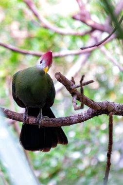 Kırmızı ibikli Turaco, canlı yeşil tüyleri ve çarpıcı kırmızı armasıyla bir dala konmuştu. Bu fotoğraf onun canlı varlığını tropikal bir orman ortamında yakalar..