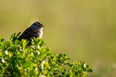 Beyaz Taç Giyen Serçe, siyah ve beyaz çizgili kafasıyla Golden Gate Park, San Francisco 'da görüldü. Bu fotoğraf onun canlı varlığını bir park ortamında yakalıyor..