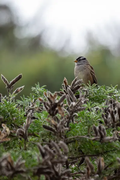 stock image The White-crowned Sparrow, with its distinctive black and white striped head, was spotted perched in Golden Gate Park, San Francisco. This photo captures its lively presence in a park habitat.