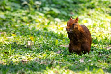 Orta Amerika Agouti, parlak kürkü ve tetikte duruşu ile El Salvador Botanik Parkı 'nda yiyecek ararken görüldü. Bu fotoğraf, ilginç varlığını tropik bir bahçe ortamında yakalar..