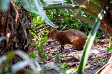 Orta Amerika Agouti, parlak kürkü ve tetikte duruşu ile El Salvador Botanik Parkı 'nda yiyecek ararken görüldü. Bu fotoğraf, ilginç varlığını tropik bir bahçe ortamında yakalar..