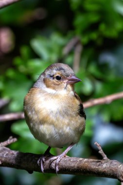 Renkli tüyleri ve ayırt edici şarkılarıyla Chaffinch, Peder Collins Park, Dublin 'de bir dala tünemişti. Bu fotoğraf onun canlı varlığını bir park ortamında yakalıyor.. 