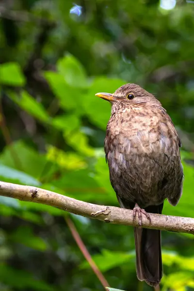 stock image The Common Blackbird, with its glossy black plumage and bright yellow beak, was spotted foraging on the ground in Father Collins Park, Dublin. This photo captures its lively presence in a park habitat.