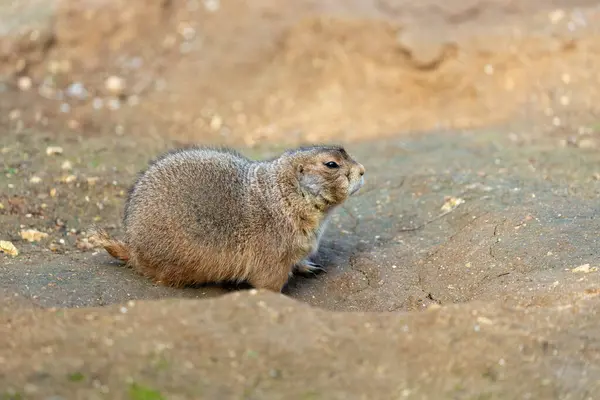 stock image The Black-tailed Prairie Dog, with its distinctive black-tipped tail and sandy fur, was spotted standing alert near its burrow. This photo captures its curious presence in a grassland habitat. 