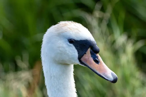 stock image The Mute Swan, with its elegant white feathers and striking orange bill, was spotted gliding gracefully in Turvey Nature Reserve, Dublin. This photo captures its serene presence in a wetland habitat.