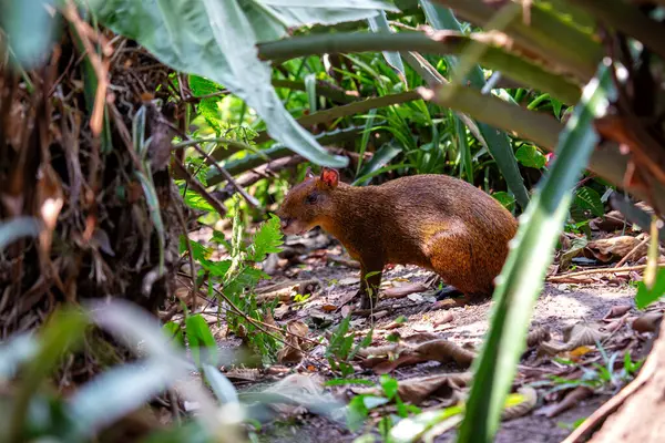 stock image The Central American Agouti, with its sleek fur and alert posture, was spotted foraging in El Salvador Botanic Park. This photo captures its curious presence in a tropical garden habitat.