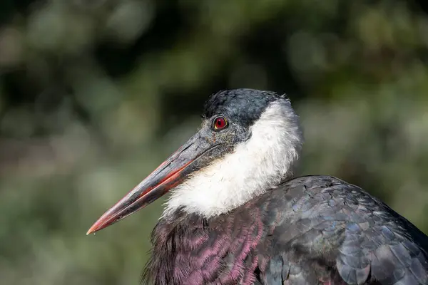 stock image The Woolly-Necked Stork, with its distinctive white neck and glossy black plumage, was spotted in a wetland area. This photo captures its elegant presence in a tropical habitat.