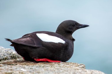 Guillemot, parlak siyah beyaz tüyleriyle Dublin 'de Liffey açıklarında yüzerken görüldü. Bu fotoğraf, çarpıcı varlığını kentsel bir su yolu ortamında yakalar.. 