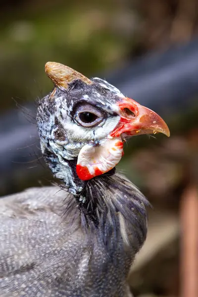 stock image The Helmeted Guinea Fowl, with its distinctive helmet-like casque and spotted plumage, was spotted foraging on the savannah. This photo captures its unique presence in an open grassland habitat.