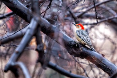 The Red-bellied Woodpecker, with its striking red cap and barred back, was spotted clinging to a tree in Central Park. This photo captures its vibrant presence in an urban forest habitat. clipart