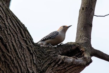 The Red-bellied Woodpecker, with its striking red cap and barred back, was spotted clinging to a tree in Central Park. This photo captures its vibrant presence in an urban forest habitat. clipart