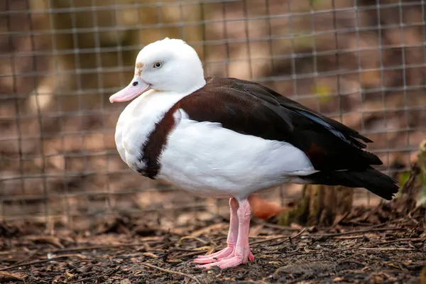 Stock image The Raja Shelduck, with its striking white plumage and dark wingtips, was spotted wading in a coastal wetland. This photo captures its elegant presence in a tropical wetland habitat.