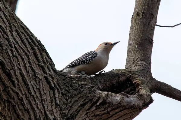 stock image The Red-bellied Woodpecker, with its striking red cap and barred back, was spotted clinging to a tree in Central Park. This photo captures its vibrant presence in an urban forest habitat.