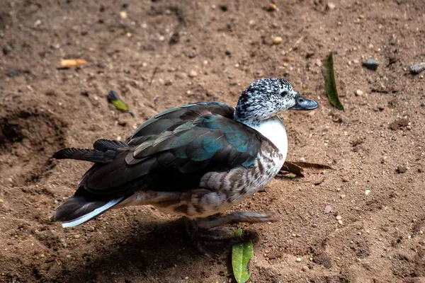 stock image The Knob-billed Duck, with its distinctive bill knob and striking black and white plumage, was spotted in a wetland. This photo captures its unique presence in freshwater marshes and lakes. 