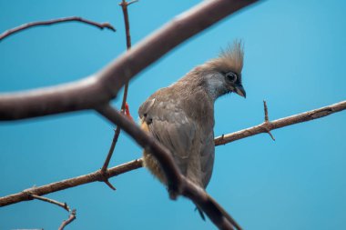 The Speckled Mousebird, with its distinctive crest and long tail, was spotted perched on a branch. This photo captures its unique presence in a savanna and woodland habitat. clipart