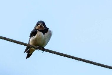 Ahır Kırlangıcı, kendine özgü mavi, pas rengi tüyleri ve çatallı kuyruğuyla metal bir telin üzerinde dinlenirken görüldü. Bu fotoğraf onun zarif varlığını şehir parkında yakalıyor..