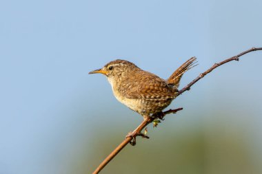 Wren, küçük boyutu ve belirgin kısa kuyruğuyla çalıların arasında uçarken görüldü. Bu fotoğraf onun enerjik varlığını bir doğa koruma ortamında yakalar.. 