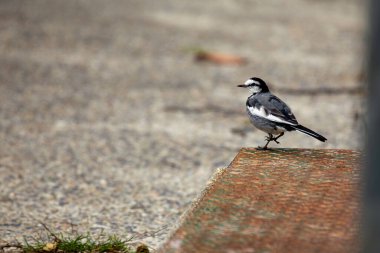 Beyaz Wagtail, çarpıcı siyah, beyaz ve gri tüyleriyle Avrupa ve Asya 'daki açık alanlarda ve su kaynaklarının yakınında bulunur. Böcekler ve küçük omurgasızlarla beslenir.. 