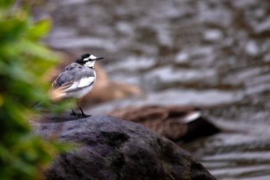 Beyaz Wagtail, çarpıcı siyah, beyaz ve gri tüyleriyle Avrupa ve Asya 'daki açık alanlarda ve su kaynaklarının yakınında bulunur. Böcekler ve küçük omurgasızlarla beslenir.. 