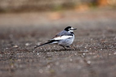 Beyaz Wagtail, çarpıcı siyah, beyaz ve gri tüyleriyle Avrupa ve Asya 'daki açık alanlarda ve su kaynaklarının yakınında bulunur. Böcekler ve küçük omurgasızlarla beslenir.. 