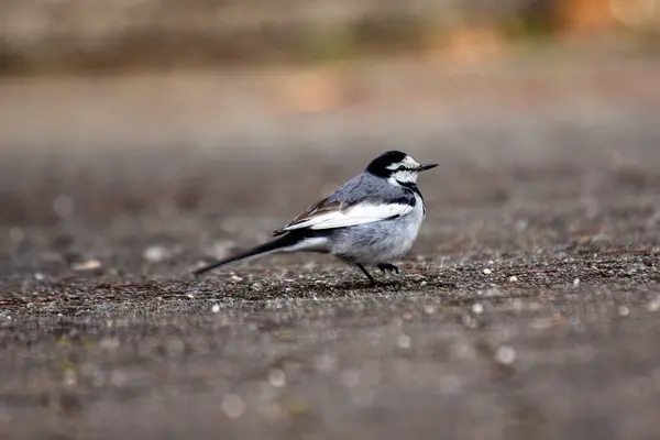 stock image The White Wagtail, with its striking black, white, and gray plumage, is commonly found in open fields and near water bodies across Europe and Asia. It feeds on insects and small invertebrates. 