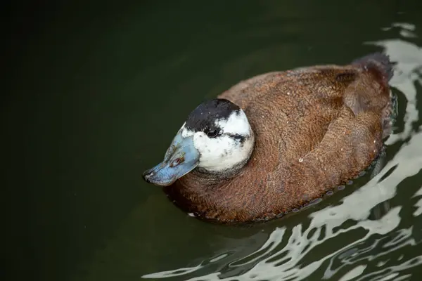 stock image The White-headed Duck, with its distinctive white head and blue bill, is commonly found in wetlands and lakes across Spain and Central Asia. It primarily feeds on aquatic plants and small invertebrates.