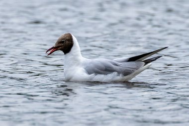 Siyah başlı martı, üreme mevsiminde koyu çikolata-kahverengi kafasıyla Avrupa 'nın kıyı bölgelerinde yaygın olarak bulunur. Bu Swords Estuary, Dublin, İrlanda 'da görüldü.. 