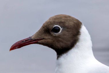 Siyah başlı martı, üreme mevsiminde koyu çikolata-kahverengi kafasıyla Avrupa 'nın kıyı bölgelerinde yaygın olarak bulunur. Bu Swords Estuary, Dublin, İrlanda 'da görüldü.. 