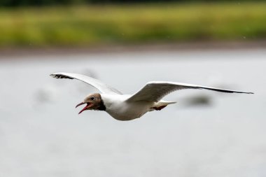 Siyah başlı martı, üreme mevsiminde koyu çikolata-kahverengi kafasıyla Avrupa 'nın kıyı bölgelerinde yaygın olarak bulunur. Bu Swords Estuary, Dublin, İrlanda 'da görüldü.. 