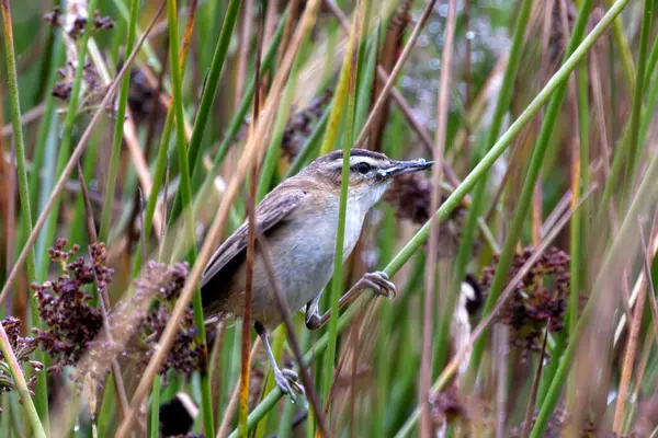 stock image The Sedge Warbler, with its streaked brown plumage and distinctive eye stripe, is commonly found in wetlands and reed beds across Europe. This one was spotted in Turvey Nature Reserve, Dublin, Ireland. 