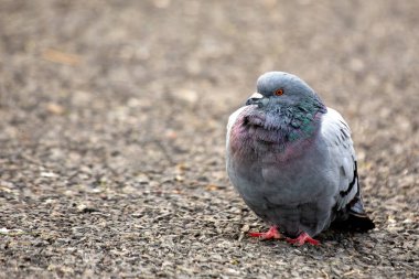 Kaya Güvercini, yanardöner boynu ve çeşitli tüyleriyle dünya çapında kentsel alanlarda yaygın olarak bulunur. Tohum ve kırıntılarla beslenir, şehir yaşamına iyi uyum sağlar.. 