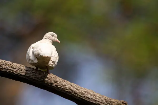 stock image The Rock Pigeon, with its iridescent neck and varied plumage, is commonly found in urban areas worldwide. It feeds on seeds and scraps, adapting well to city life. 