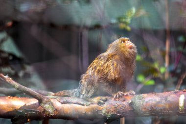 Doğu Pigme Marmoset, dünyanın en küçük maymunu, Amazon yağmur ormanlarında bulunur. Ağaç özü ve böceklerle beslenir ve küçük boyutu ve çevik hareketleri ile tanınır.. 