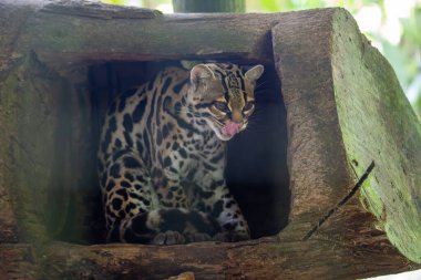 The Margay, also known as the Tree Ocelot, is found in Central and South America. This agile nocturnal feline hunts small mammals, birds, and reptiles in tropical forests.  clipart