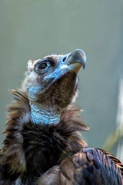 Avrasya Kara Akbabası, aynı zamanda Cinereous Vulture olarak da bilinir, Güney Avrupa ve Asya 'da bulunur. Bu büyük leş yiyici, uzun ağaçlar ve kayalıklardaki leş ve yuvalarla beslenir..