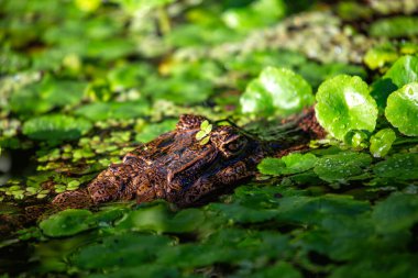 Gözlüklü Timsah, gözlerinin arasındaki kemikli tepenin adı Orta ve Güney Amerika 'da bulunur. Nehirlerde ve bataklıklarda yaşar, balıklarla, kuşlarla ve küçük memelilerle beslenir..