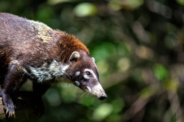 Beyaz Burunlu Koati, belirgin beyaz yüz işaretleri ve uzun kuyruğuyla Orta ve Güney Amerika 'da bulunur. Meyve, böcek ve küçük omurgalıları arıyor..