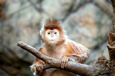 Abanoz Langur, parlak siyah kürküyle Endonezya 'nın Java ve Bali şehrinde bulunur. İlk olarak tropikal ormanlardaki yapraklar, meyveler ve çiçeklerle beslenir..