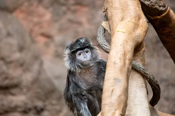 stock image The Ebony Langur, with its glossy black fur, is found in Java and Bali, Indonesia. It primarily feeds on leaves, fruits, and flowers in the tropical forests.